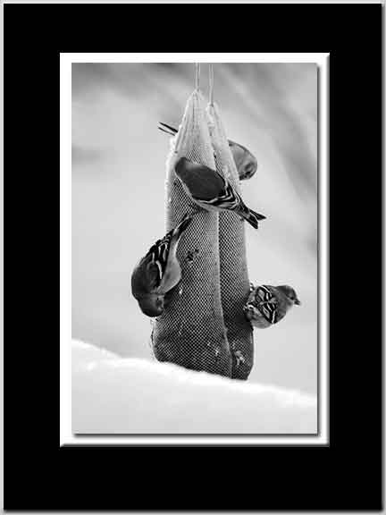 Goldfinches in Winter BW
