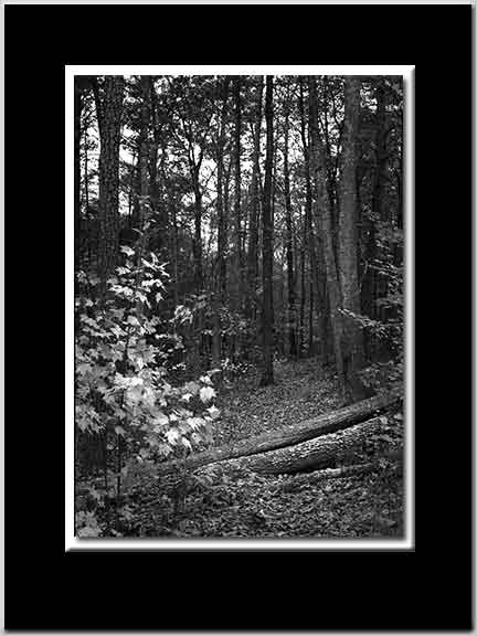 Into the Woods BW