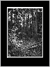 Into the Woods BW