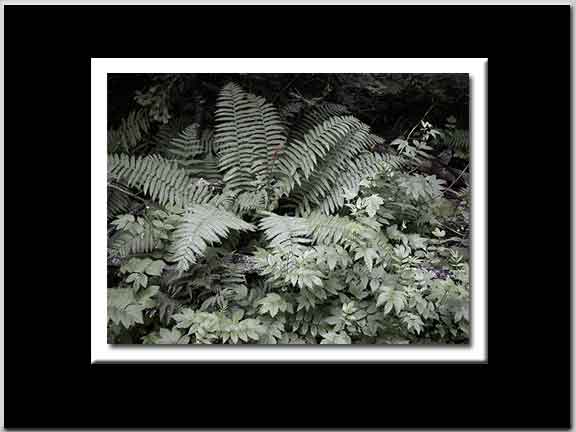 Fern Art