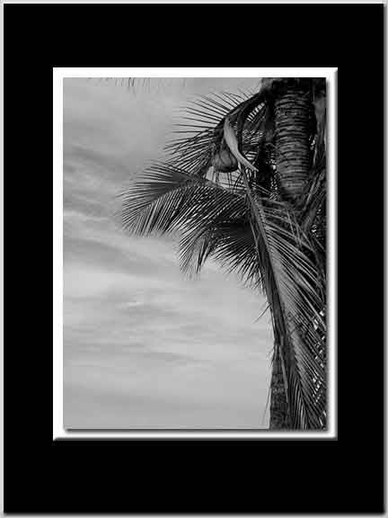 Palm BW